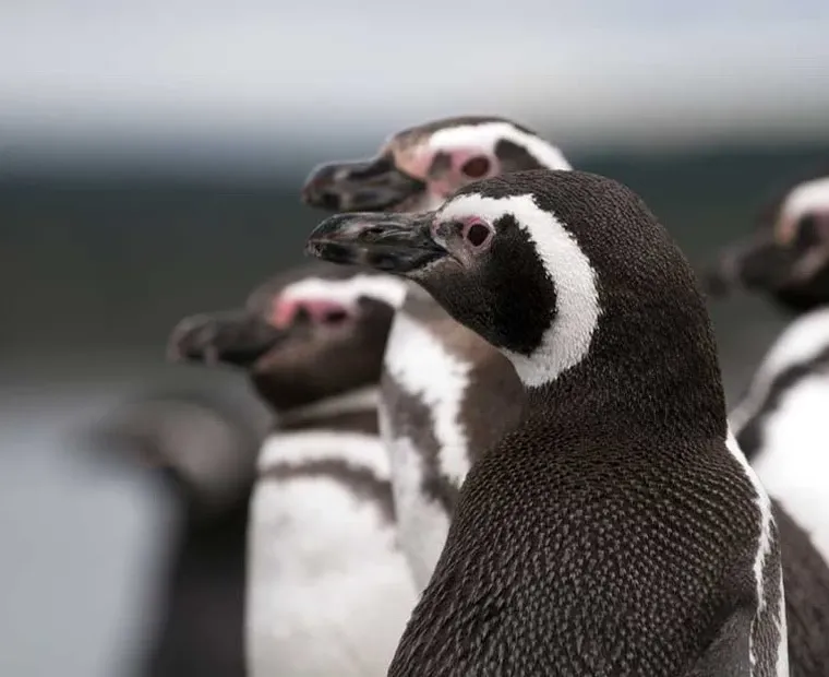 Paisaje de montaña 18