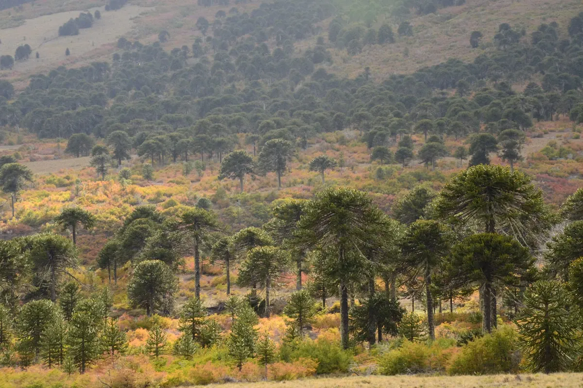 Paisaje de montaña 3