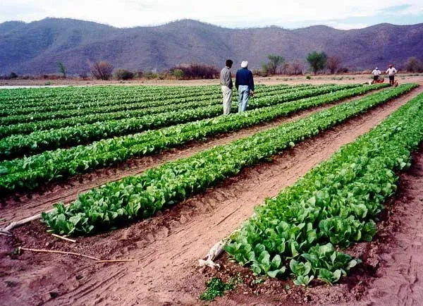 Paisaje de montaña 7