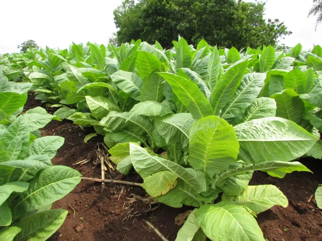 Paisaje de montaña 8