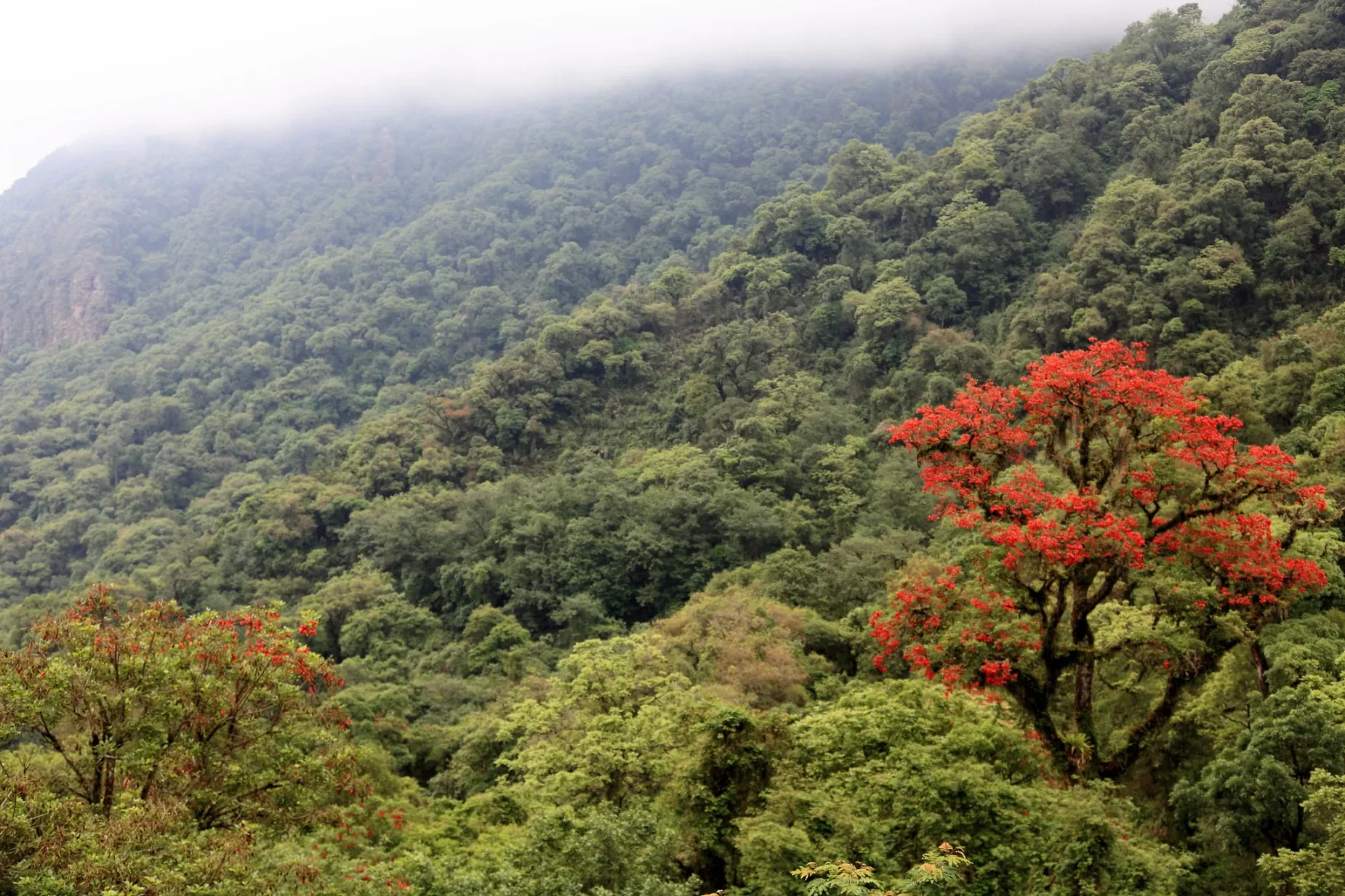 Paisaje de montaña 7