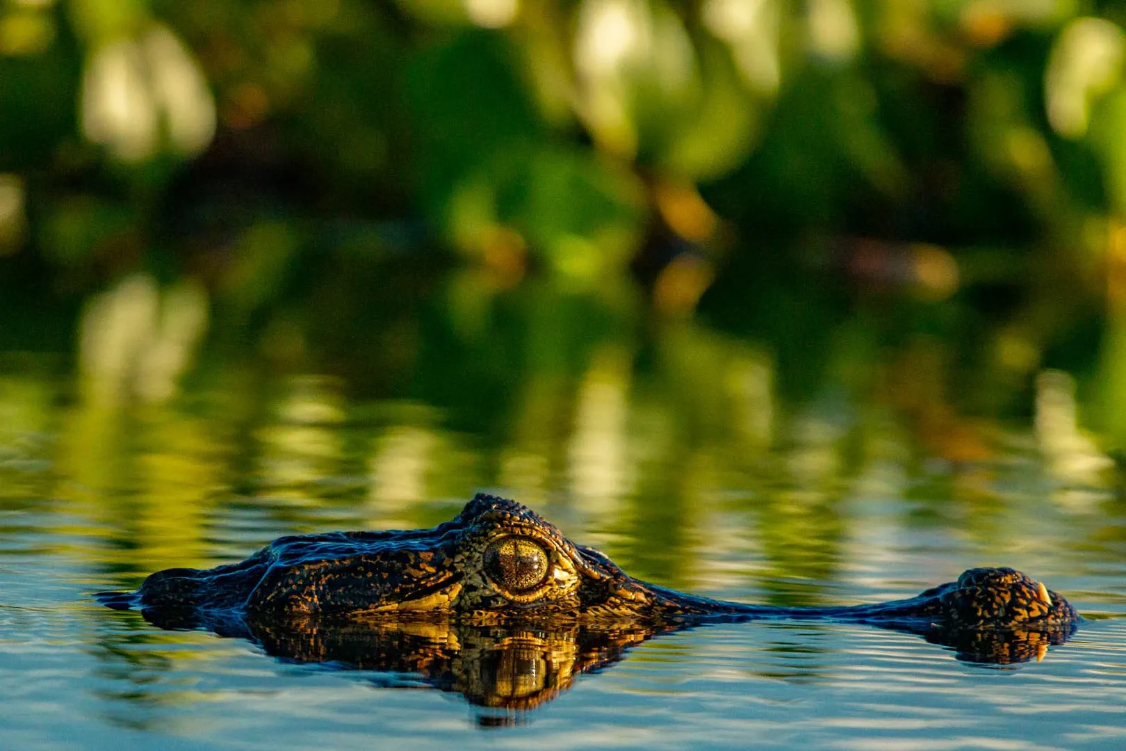 Paisaje de montaña 5