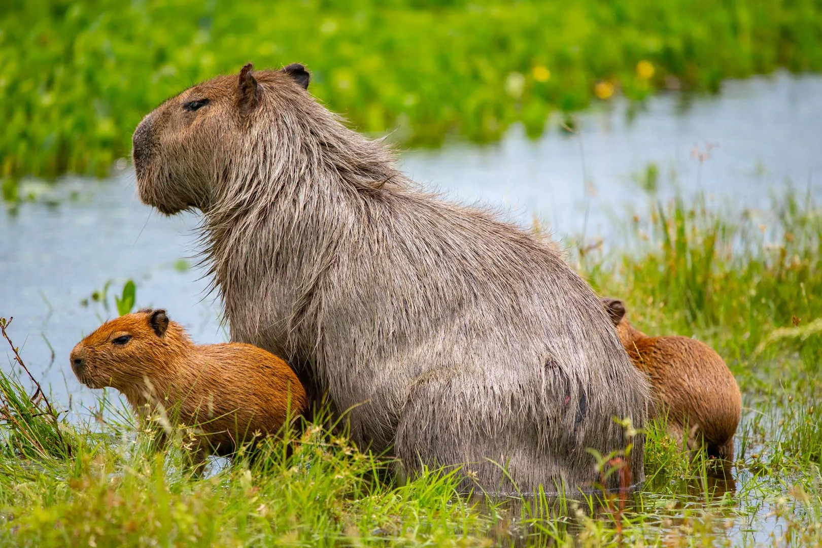 Paisaje de montaña 10