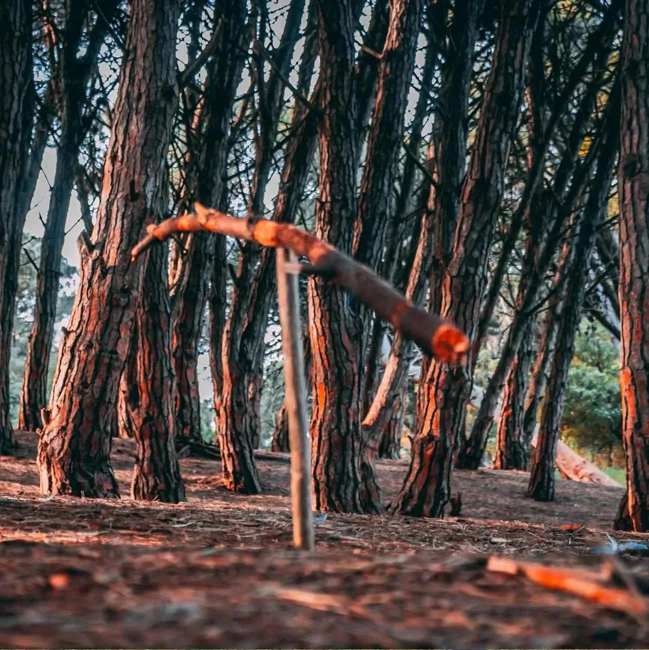 Paisaje de montaña 8