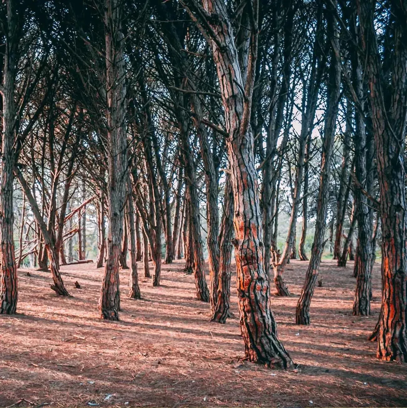 Paisaje de montaña 7