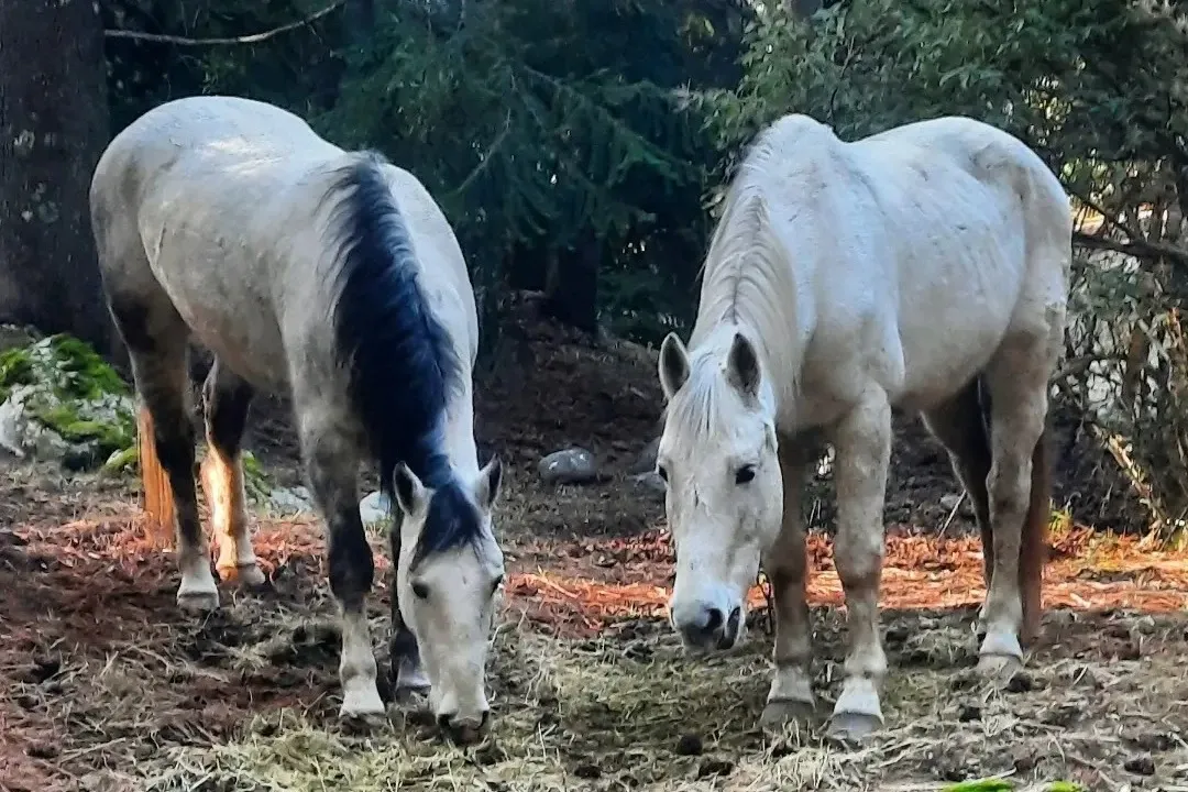 Paisaje de montaña 10