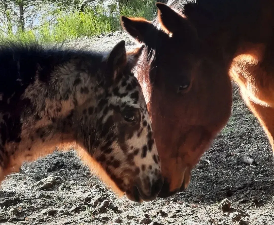 Paisaje de montaña 11