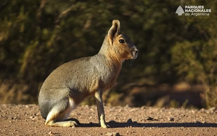 Paisaje de montaña 6