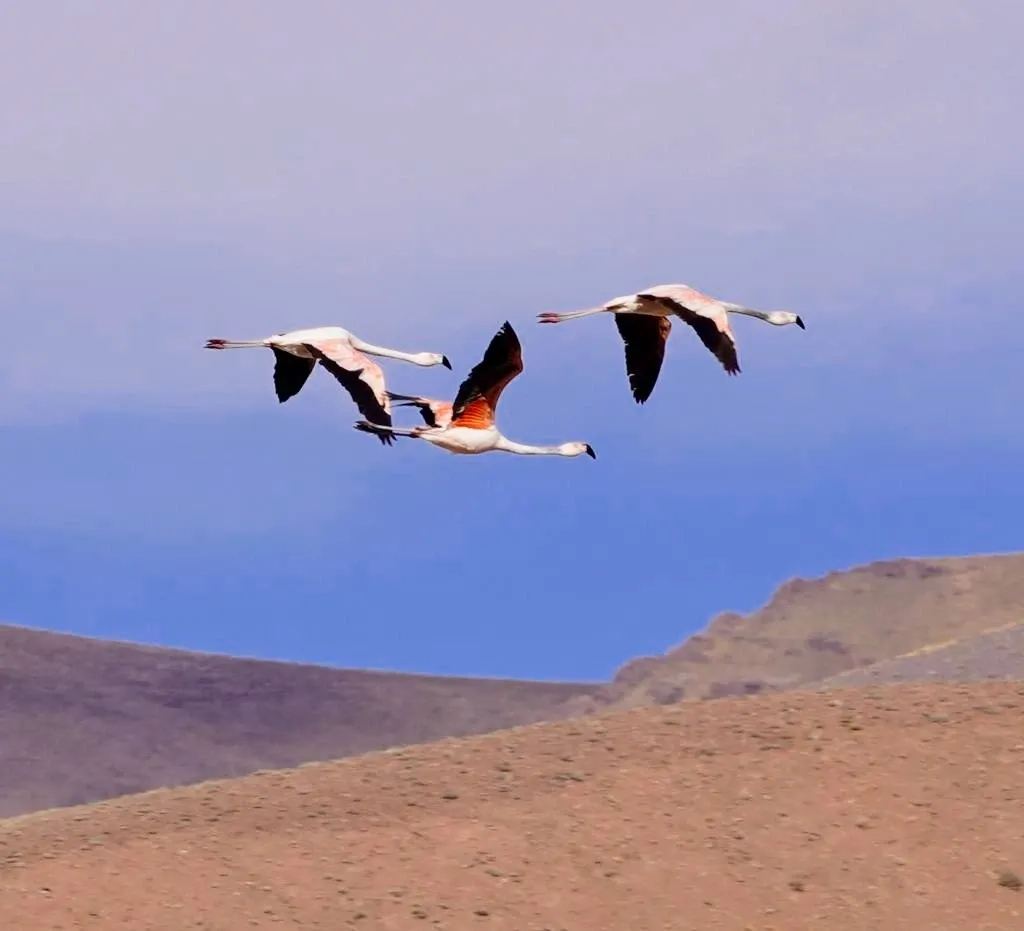 Paisaje de montaña 7