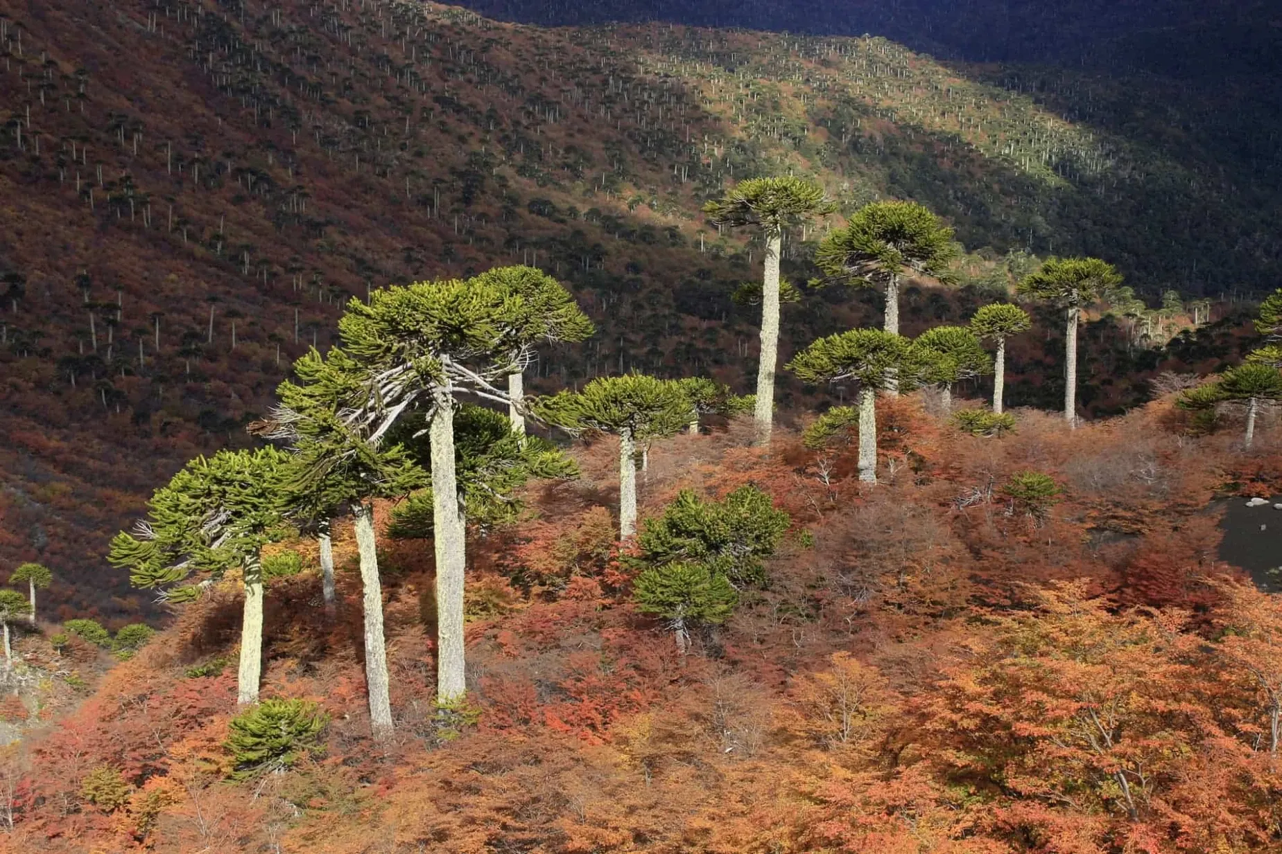 Paisaje de montaña 9