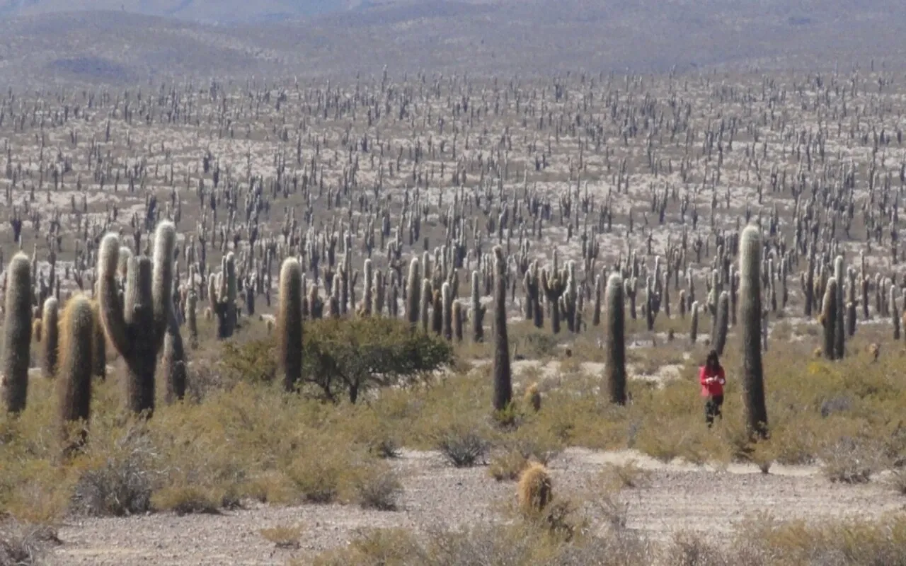 Paisaje de montaña 5