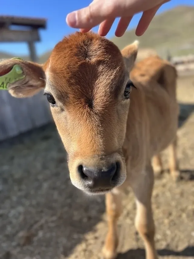 Paisaje de montaña 6