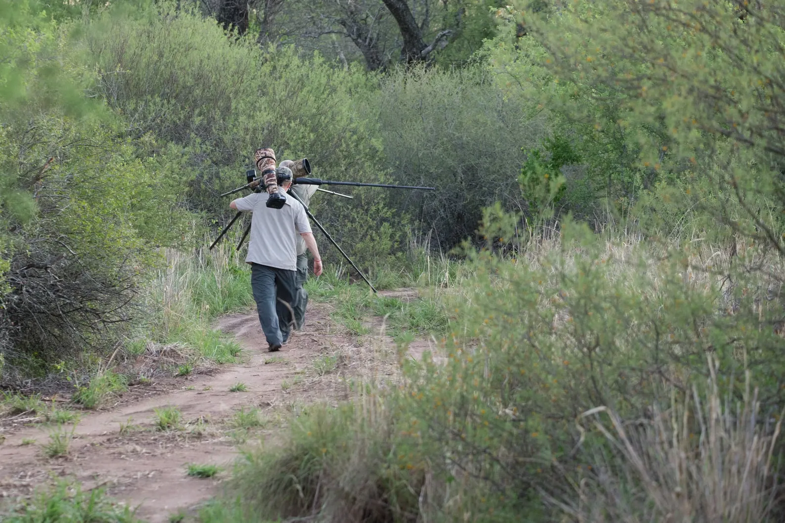 Paisaje de montaña 19