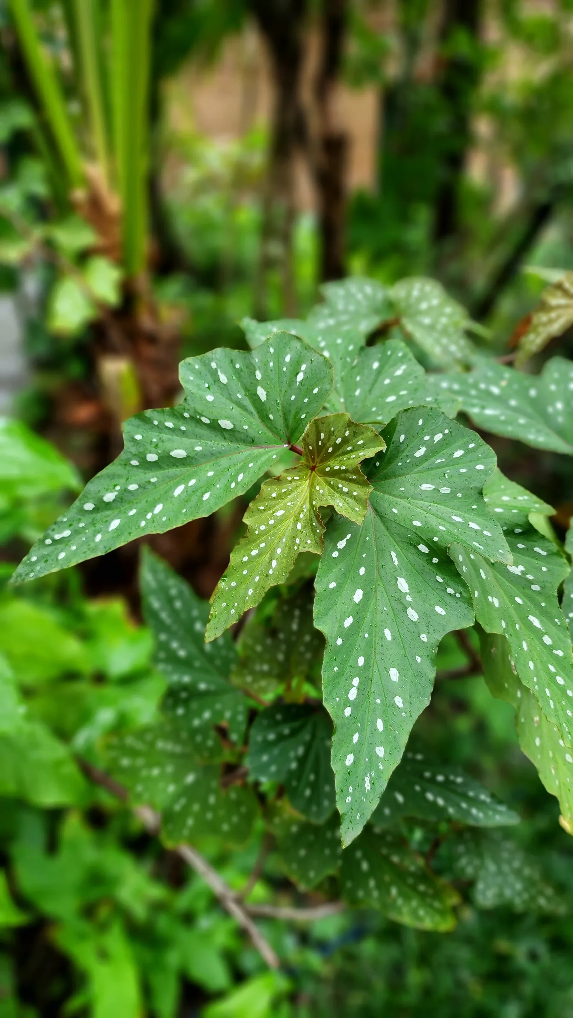 Paisaje de montaña 7