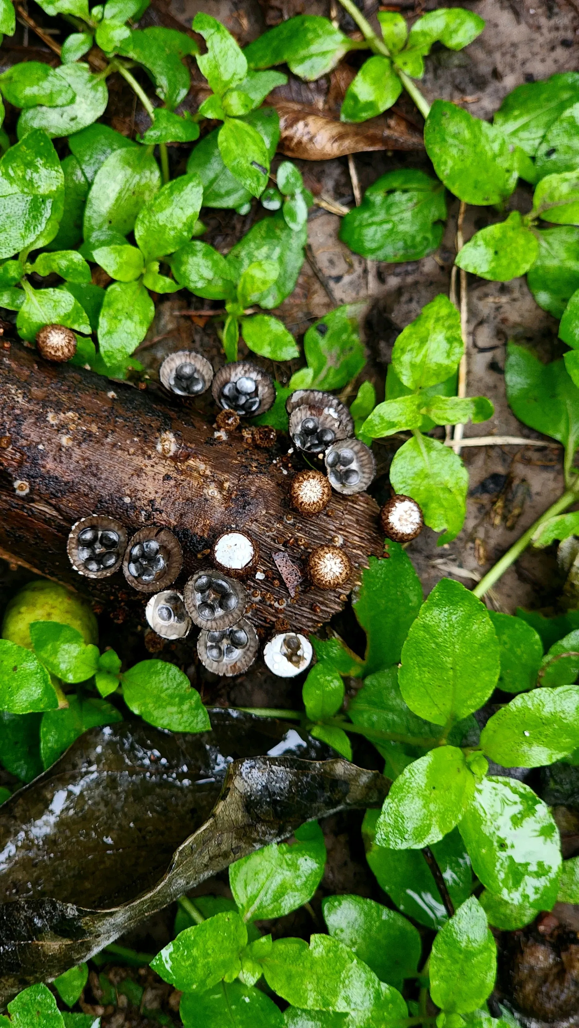 Paisaje de montaña 8