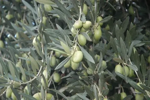 Paisaje de montaña 6