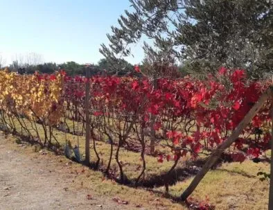 Paisaje de montaña 1