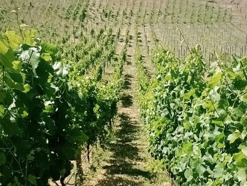 Paisaje de montaña 17