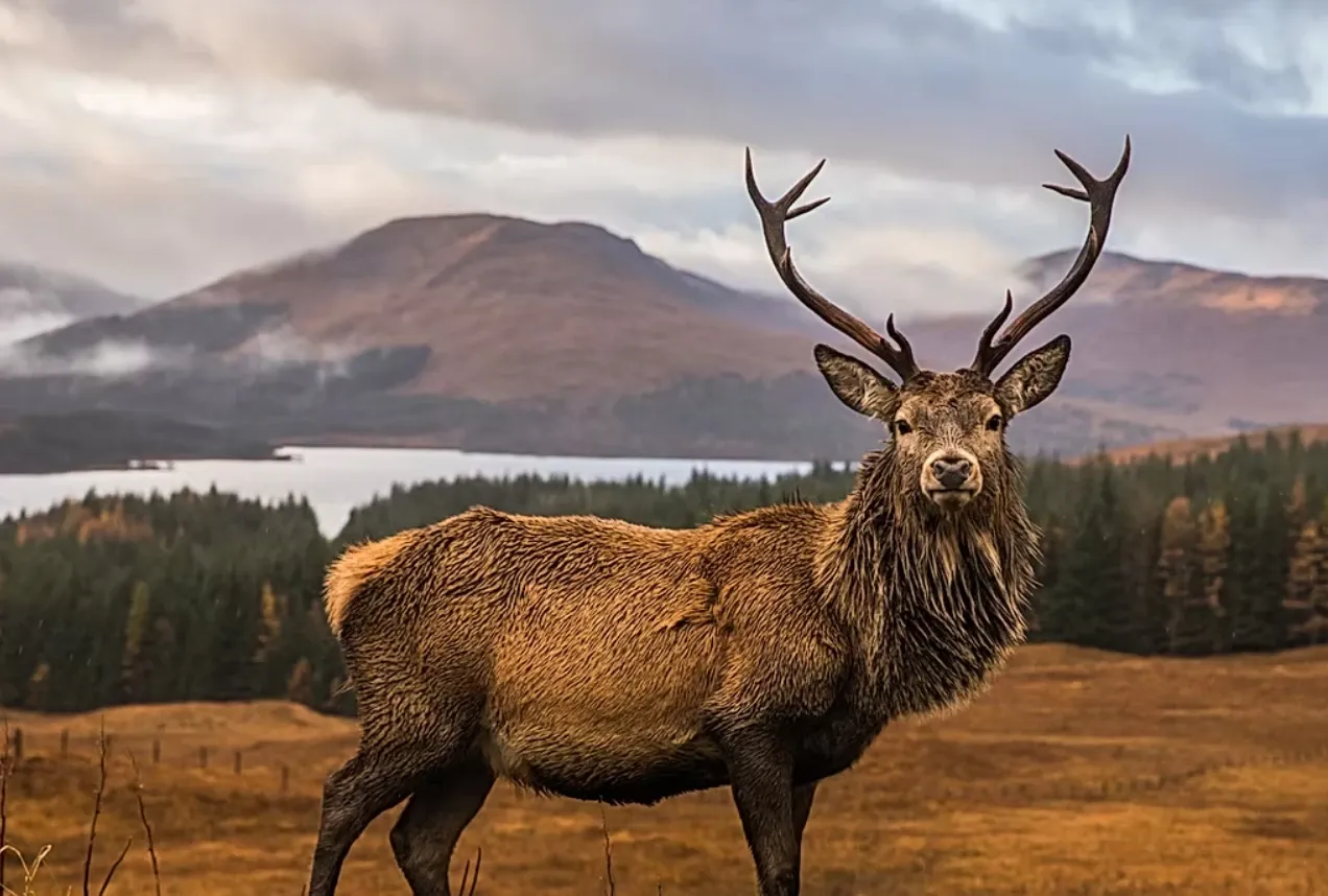 Paisaje de montaña 9