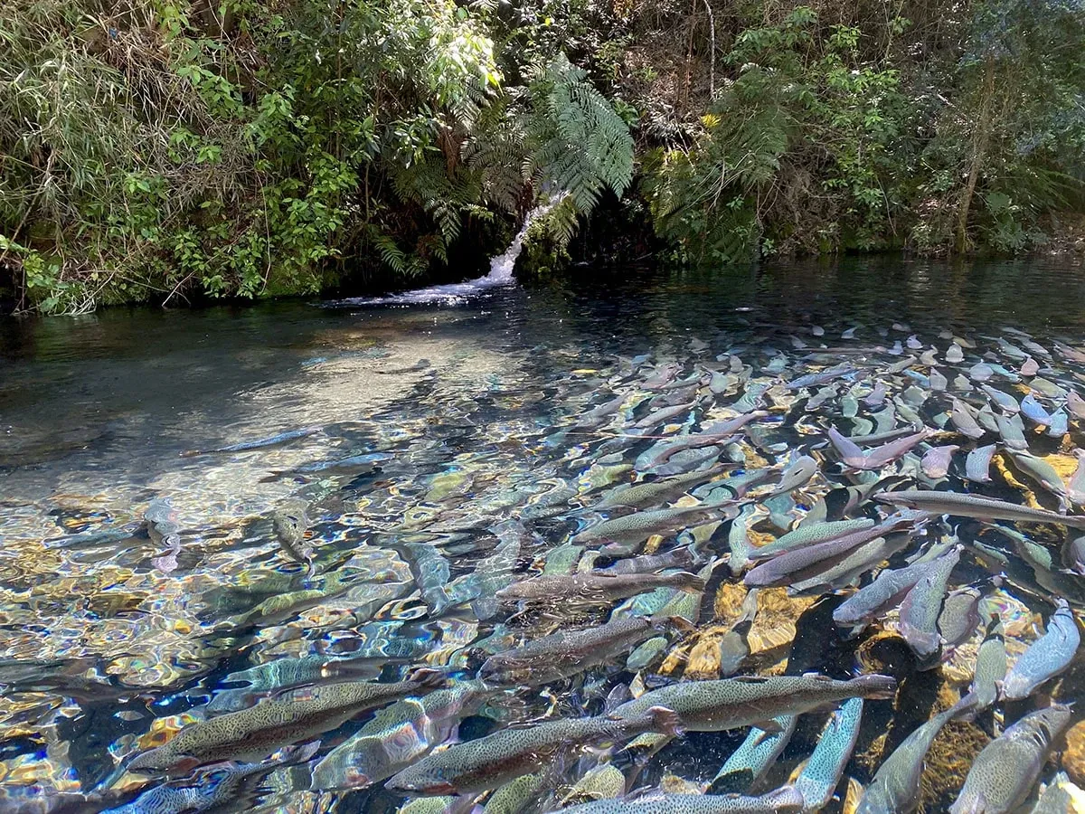 Paisaje de montaña 6