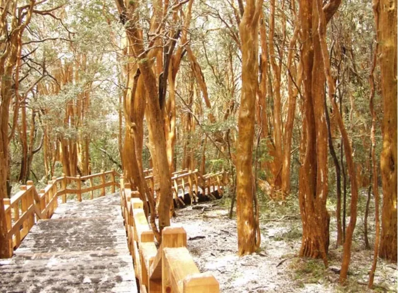 Paisaje de montaña 6