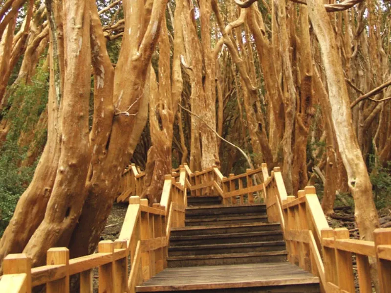 Paisaje de montaña 7