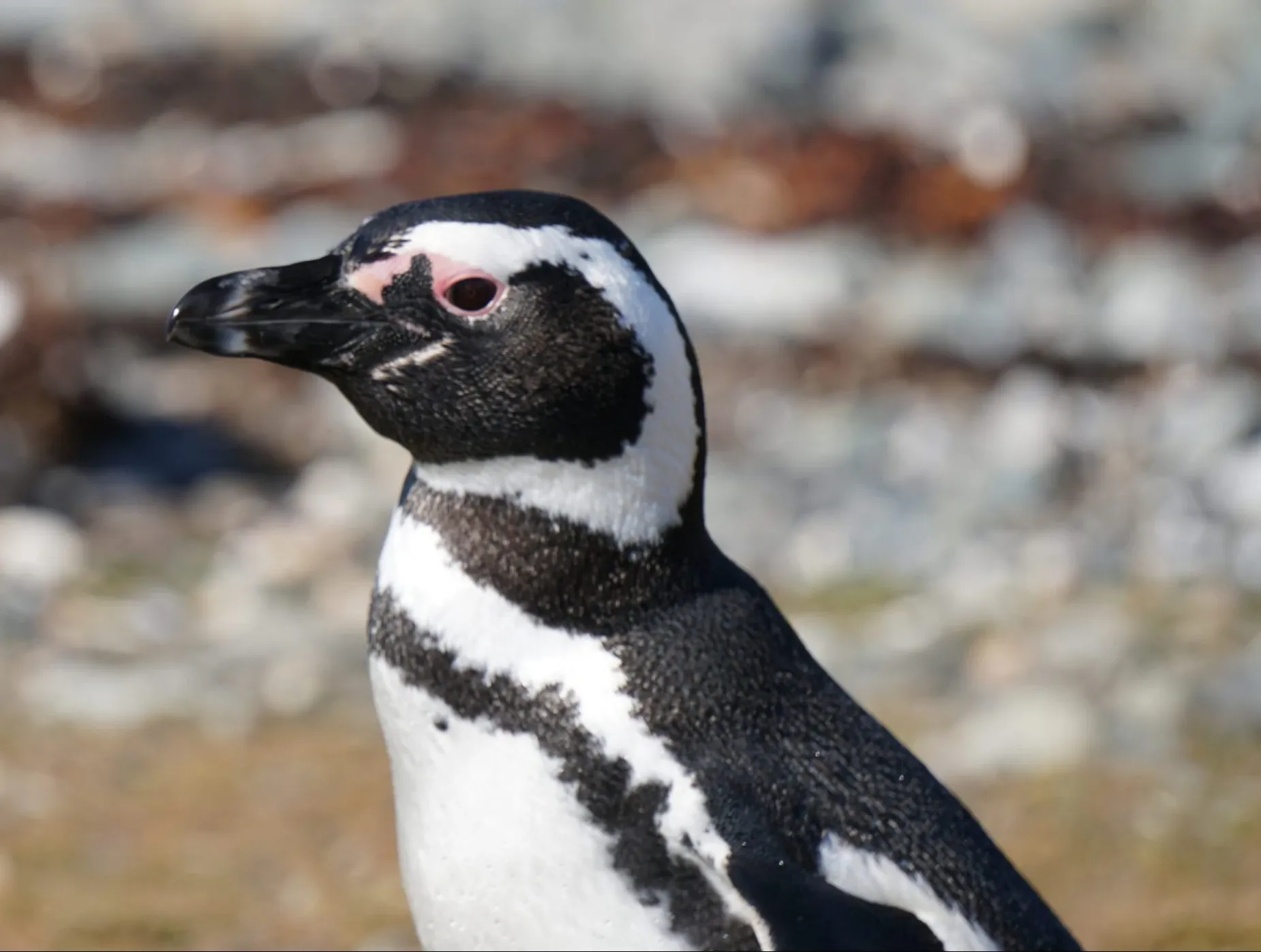 Paisaje de montaña 6