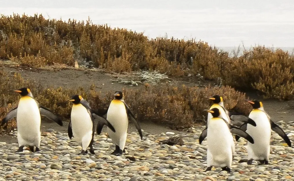 Paisaje de montaña 5