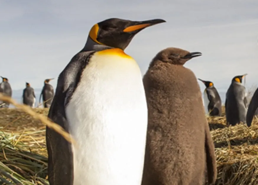 Paisaje de montaña 6