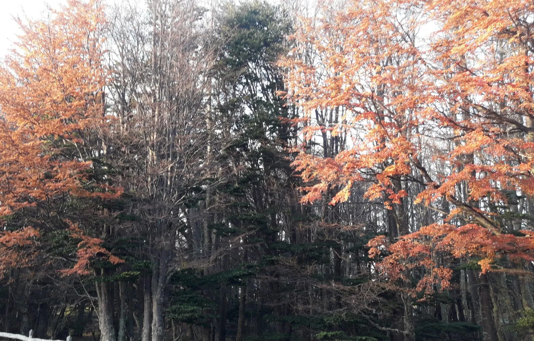 Paisaje de montaña 3