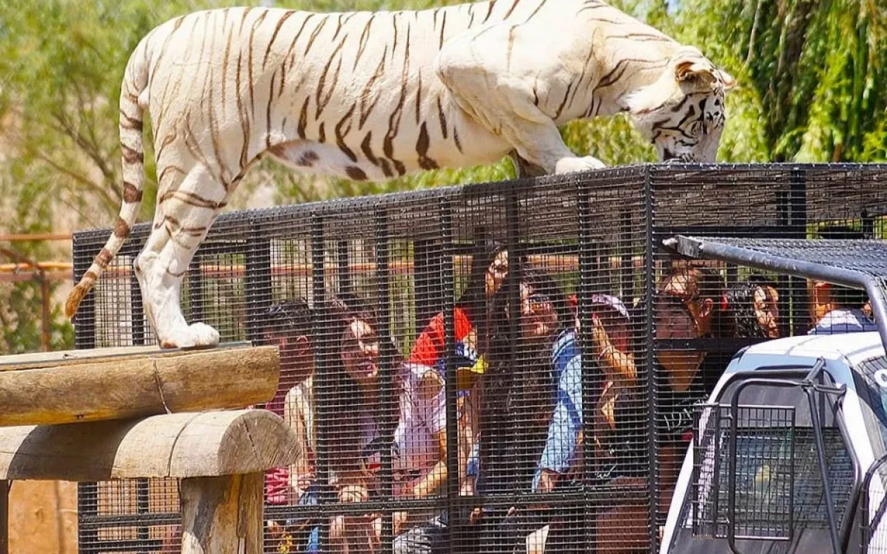 Paisaje de montaña 5