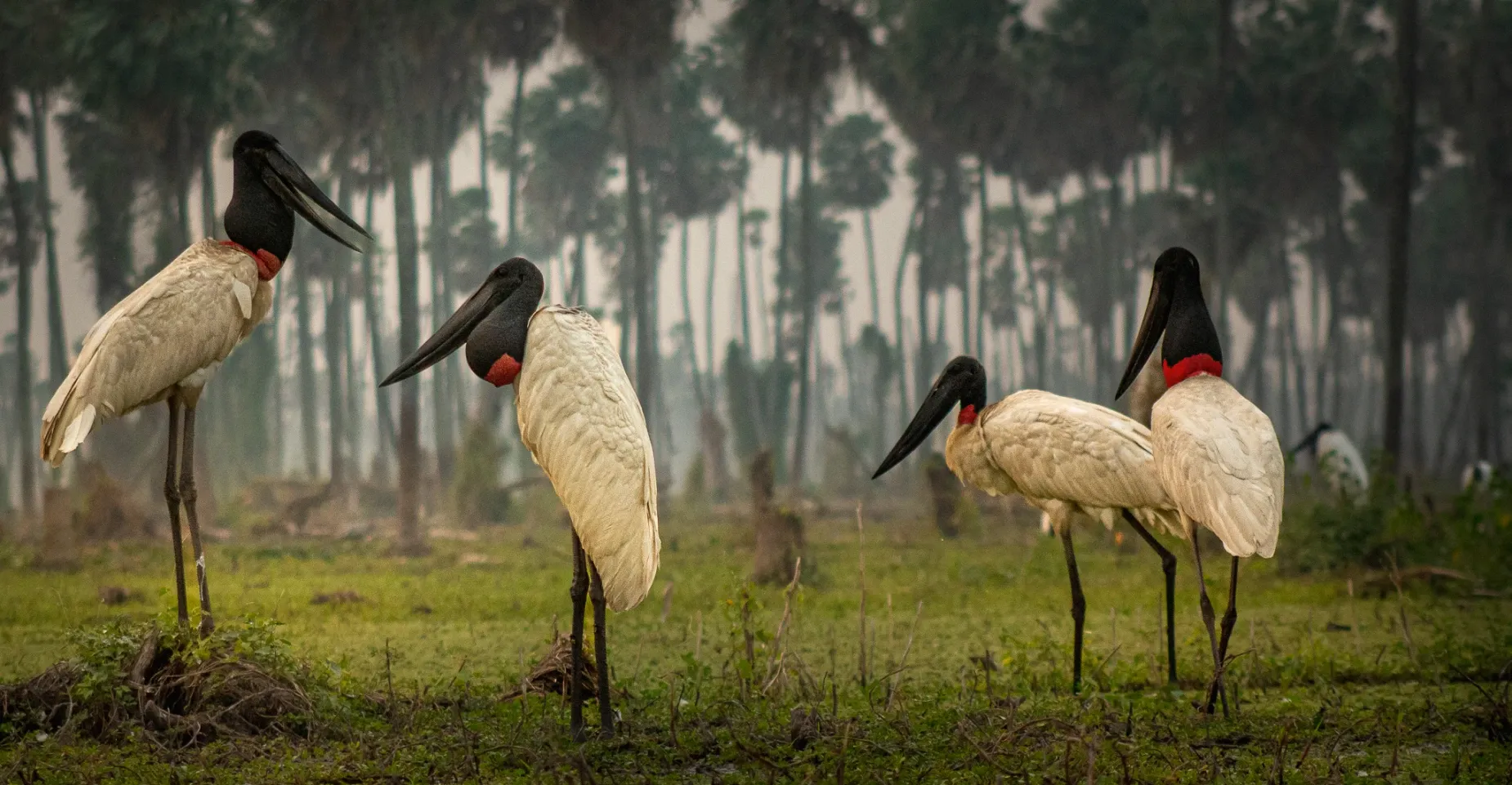 Paisaje de montaña 5