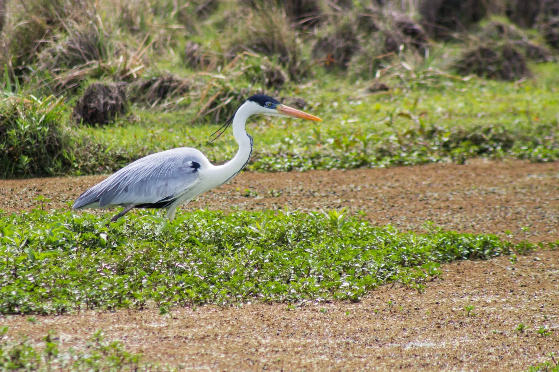 Paisaje de montaña 10