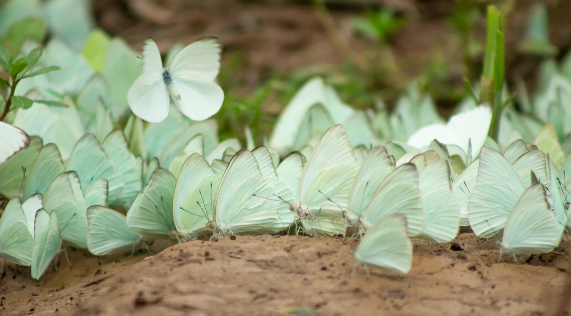 Paisaje de montaña 13