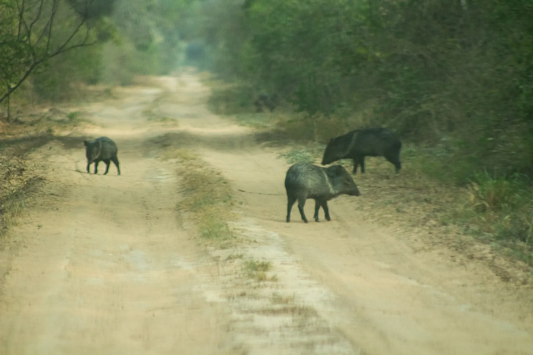 Paisaje de montaña 17