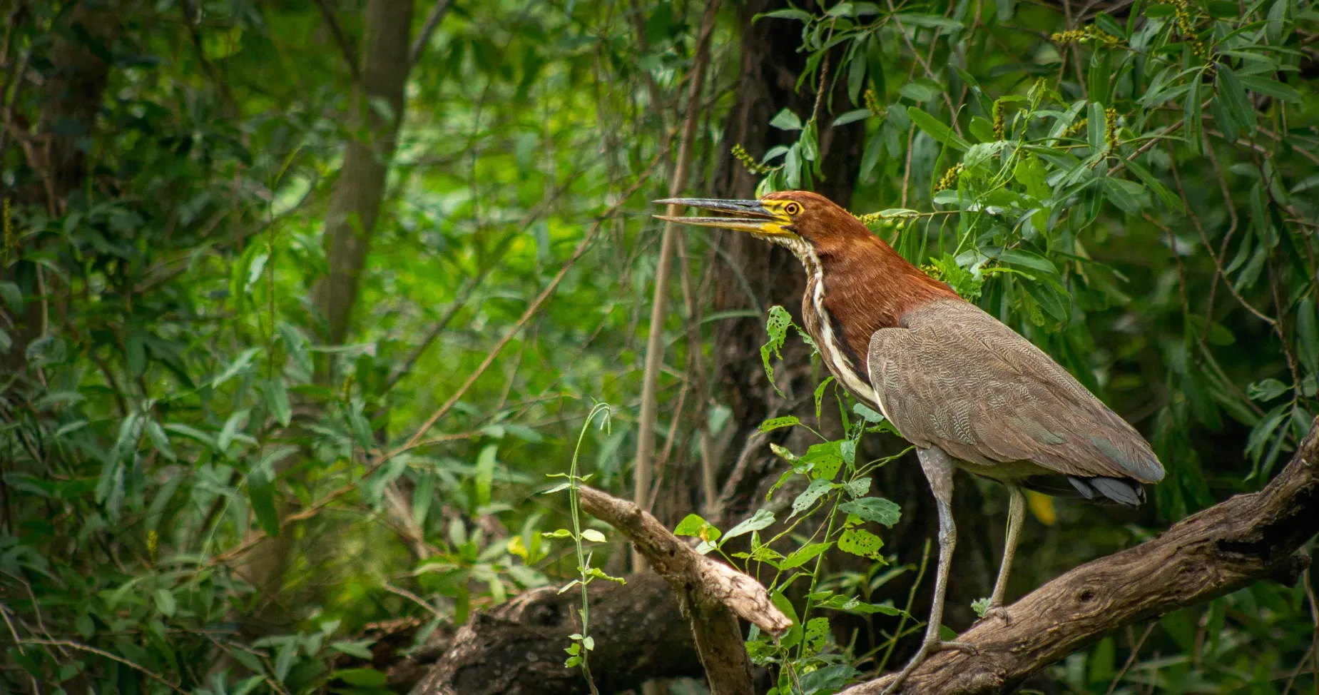 Paisaje de montaña 18