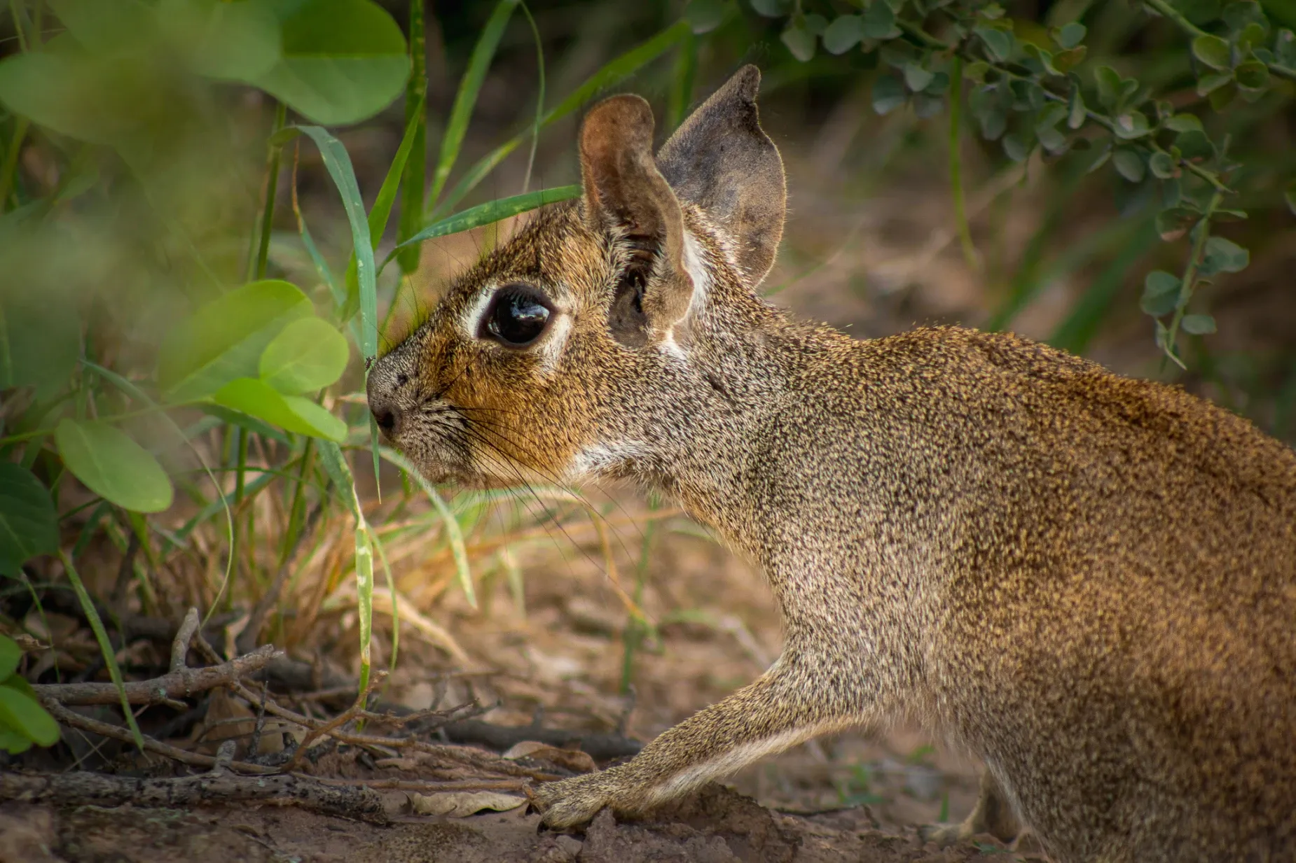Paisaje de montaña 19