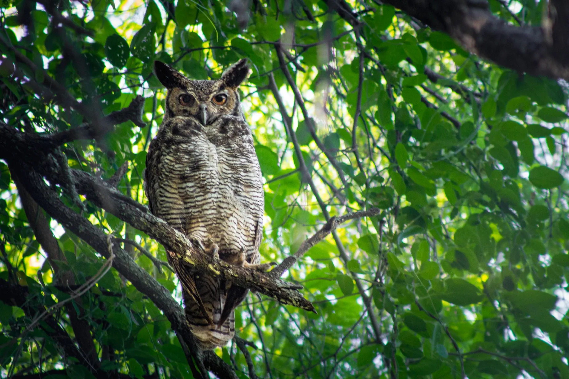 Paisaje de montaña 22