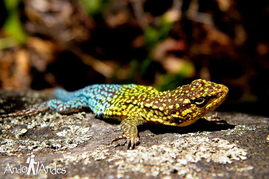 Paisaje de montaña 7