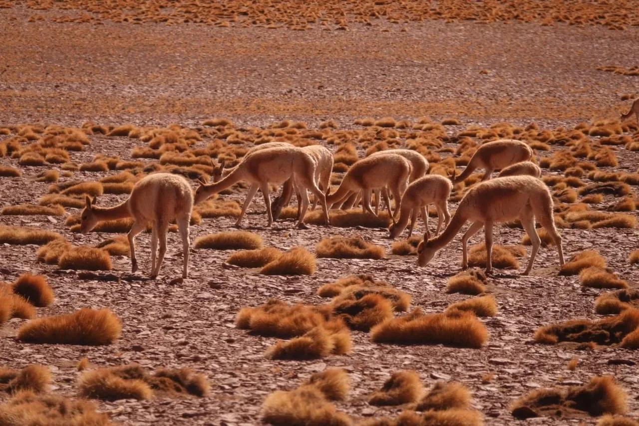 Paisaje de montaña 10