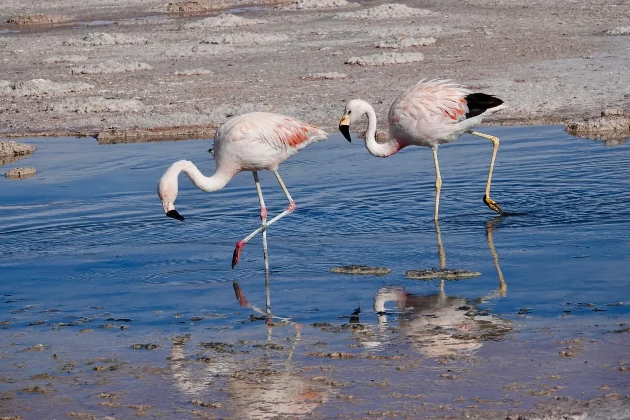 Paisaje de montaña 11