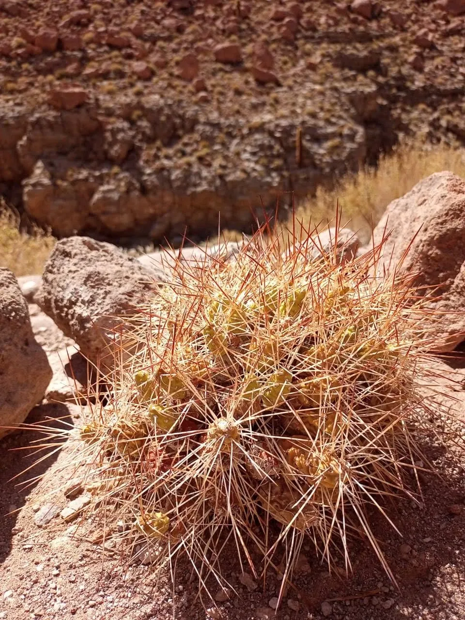 Paisaje de montaña 8