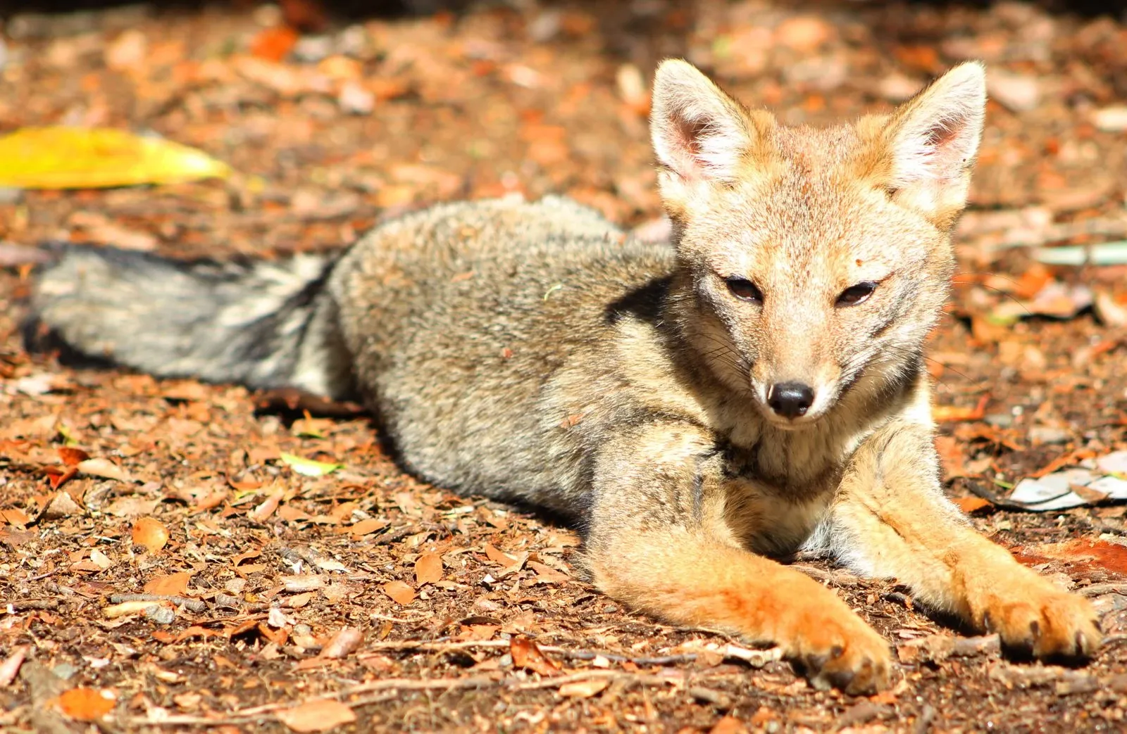 Paisaje de montaña 6