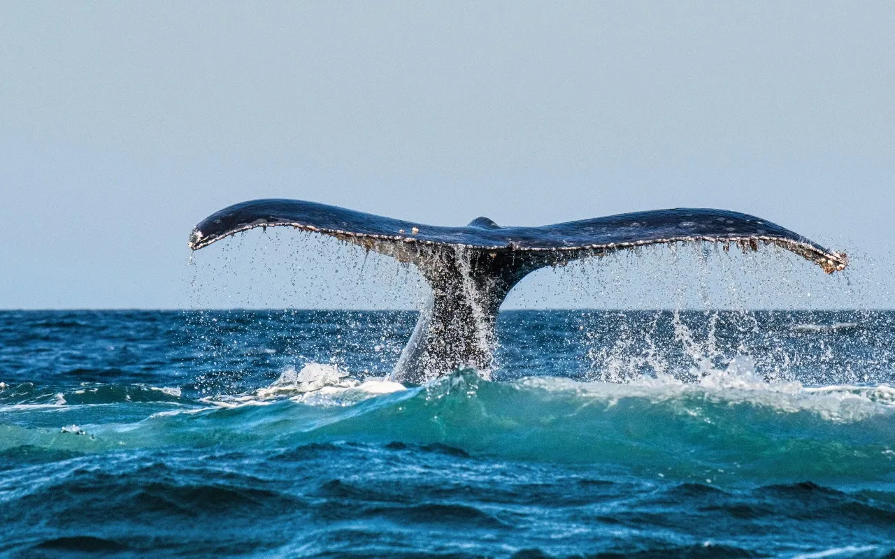 Paisaje de montaña 7