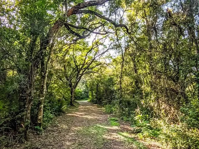 Paisaje de montaña 6