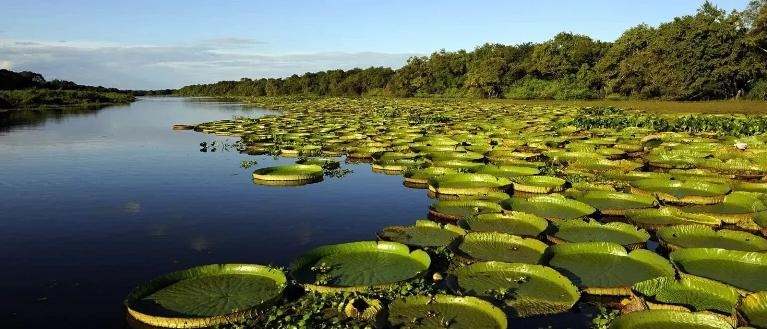 La naturaleza virgen te espera en Esteros del Iberá