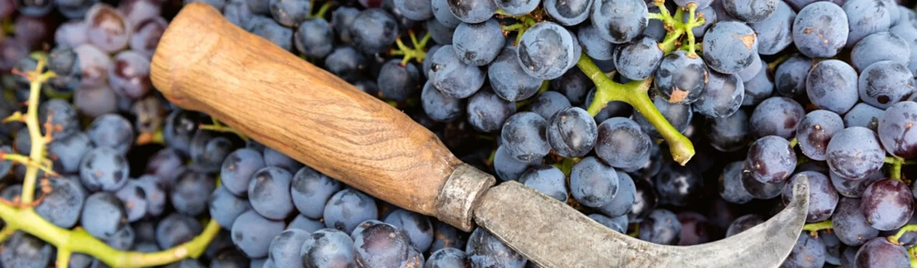 Disfruta del buen vino y conoce la tradición de bodegas y viñas