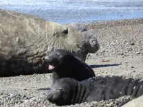 Isla Escondida con Delfín Patagónico en Rawson 