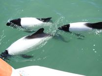 Avistaje Delfines Patagónicos desde Rawson