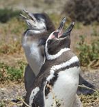 Excursión a Punta Tombo con Puerto Rawson
